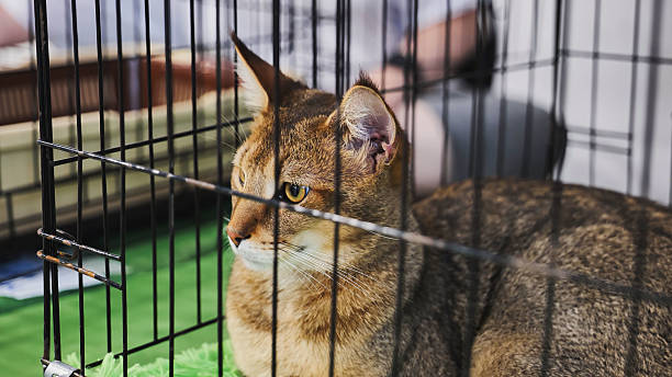 istock Purebred abyssian cat resting in cage during cat show 2230870490