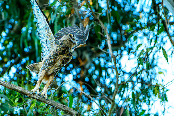 One Great Horned Owl juvenile (Bubo virginianus) in flight from it's tree branch perch.Taken at Natural Bridges State Park, Santa Cruz, California, USA