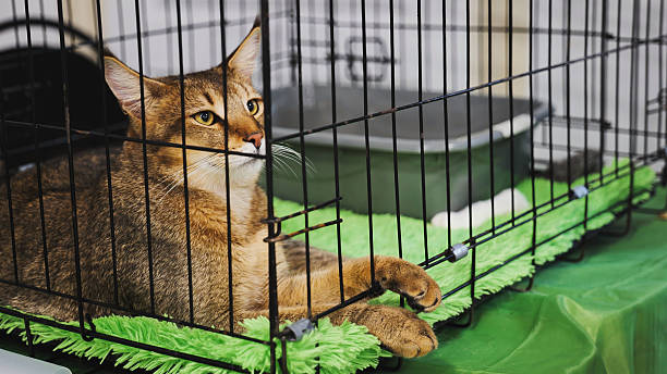 istock Purebred abyssinian cat resting in a cage during cat show 2230870944