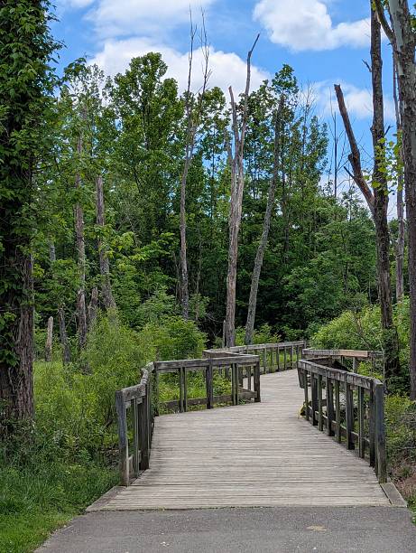 istock Boardwalk through the wetlands Shelby Bottoms park 2230871184