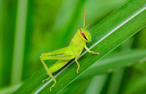 istock Bombay locust larvae resting on a leaf in the grassland. 2230873498