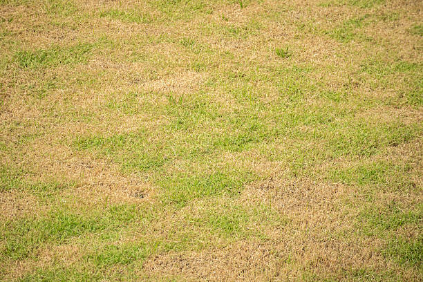 Green grass and damage dry grass texture background