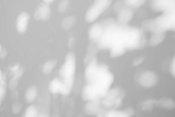 istock Abstract natural tree branch leaves shadow on white wall background 2230874796