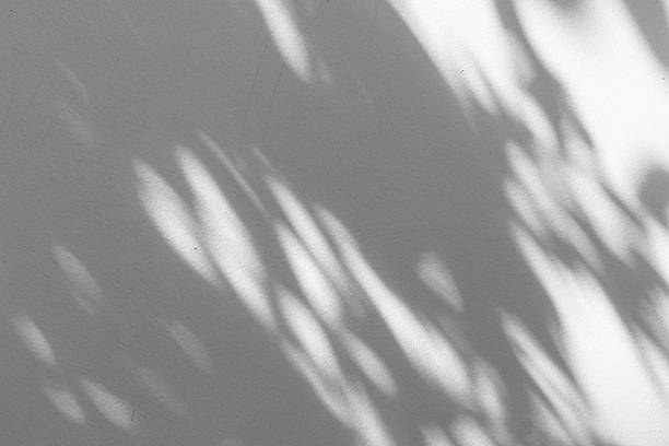 istock Abstract natural tree branch leaves shadow on white wall background 2230875242