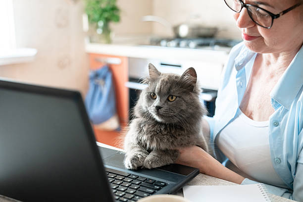 istock Cat sitting on laptop at home while senior woman working remotely in kitchen. Cozy workspace, work from home lifestyle. Fluffy grey pet companion, pet humanization, vet app. People and animals 2230876282