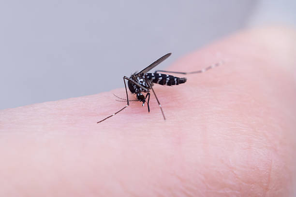 istock Aedes aegypti mosquitoes on human hand 2230876306