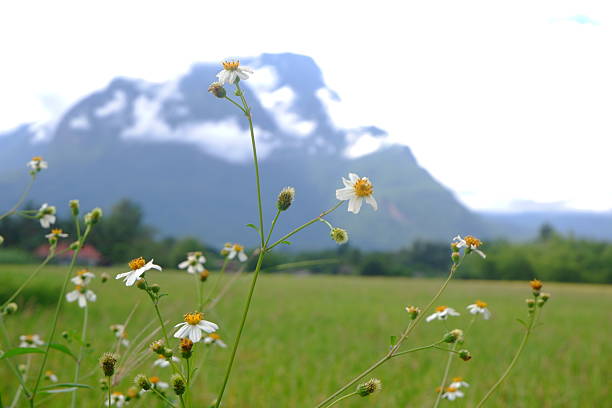 White daisy wild flower in nature.