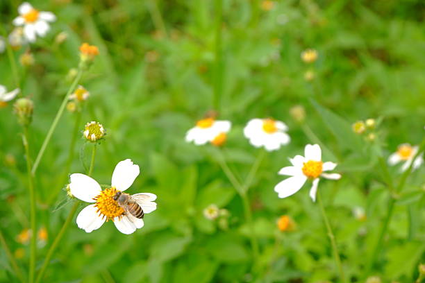 White daisy wild flower in nature.