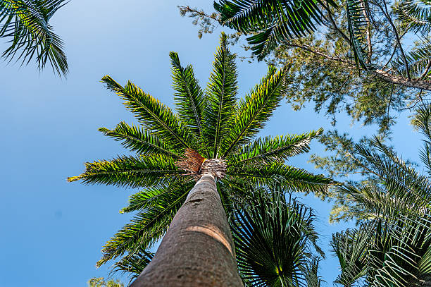 istock Barbados  Andromeda Botanic Gardens 2230877542