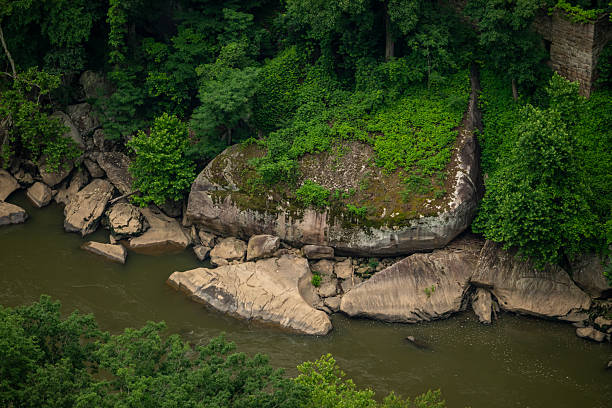 Bright Green Forest Transitions To Rocky Shore Along The New River