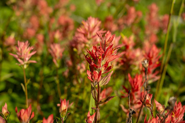 istock Thick Patch Of Paint Brush Blooms In Glacier 2230878005