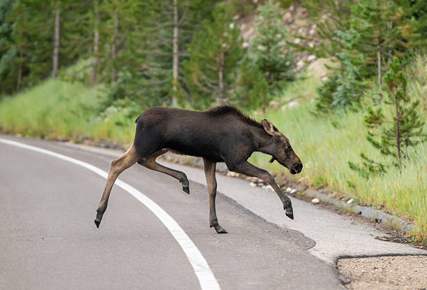 istock Young Moose Takes A Big Step Over White Paint Line 2230878694