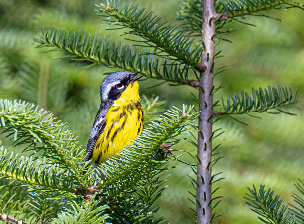 istock Beautiful magnolia warbler singing in a tree 2230878841