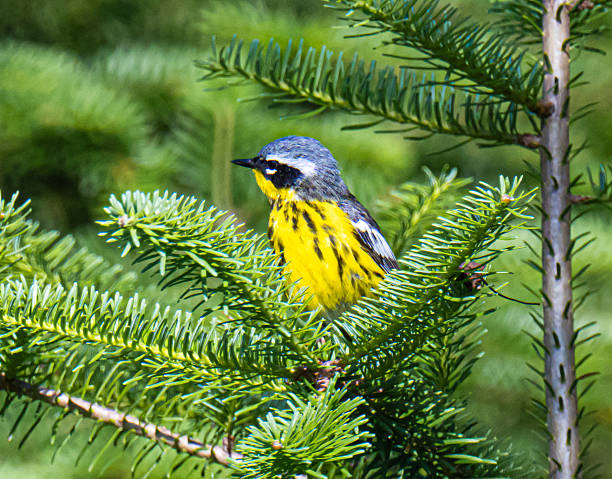 istock Beautiful magnolia warbler perched in a pine tree 2230878844