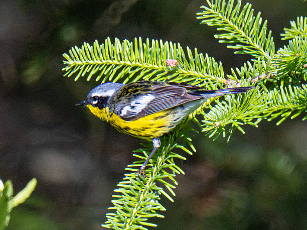 istock Yellow blue and black songbird perched in a pine tree 2230878848