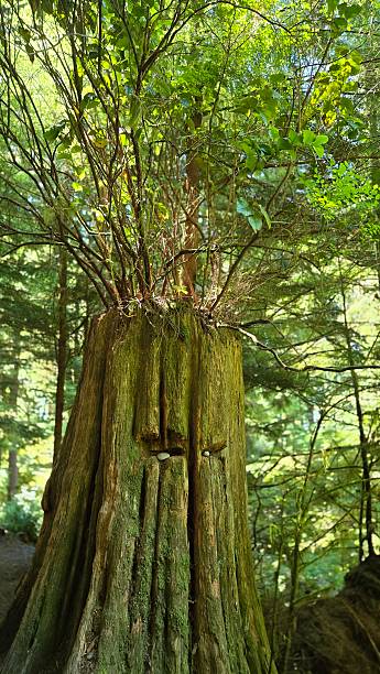 Ancient Sitka Spruce Trunk on Juan de Fuca Trail