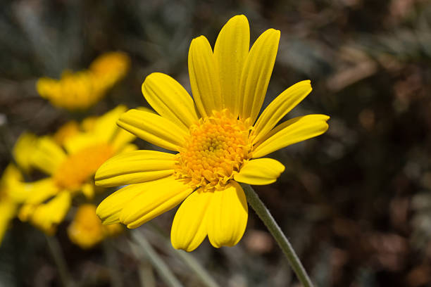 istock large yellow flowers in the field 2230879762