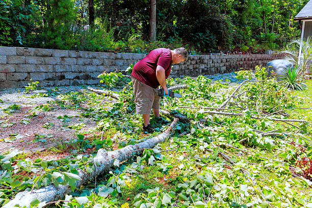 istock Man cleaning up fallen tree branches in backyard during after storm in residential area 2230881604
