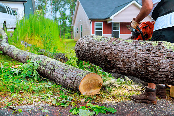 istock Heavy chainsaw operation for tree removal in residential area during recent storm 2230881606