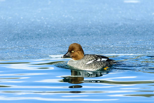 The Common Goldeneye (Bucephala clangula) is a medium-sized diving duck of the genus Bucephala.  Common goldeneyes are territorial and aggressive.  They have elaborate courtship displays.  The common goldeneye is named for its golden-yellow eye. Adult males have a dark greenish glossy head with a white circular patch below the eye.  Their back is dark and they have a white belly and neck. Adult females have a gray body and brown head. Their legs and feet are orange-yellow.  The breeding habitat of the common goldeneye is in the rivers and lakes of the boreal forest across northern North America and northern Russia. They nest in large tree cavities made by woodpeckers and from broken off limbs.  They return to the same nests year after year.  The goldeneye is a migratory waterfowl and spends the winter in the protected waters of the more temperate latitudes.  Their diet is met by foraging underwater for crustaceans, aquatic insects, mollusks, fish eggs and aquatic plants.  This female common goldeneye was photographed while swimming at Walnut Canyon Lakes in Flagstaff, Arizona, USA.