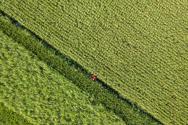 istock Aerial view of green crop fields 2230887726
