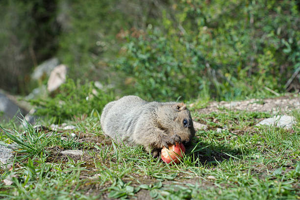 prairie dog