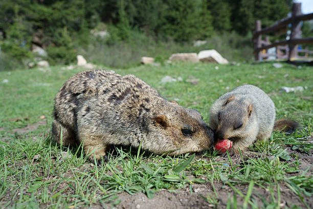 prairie dog