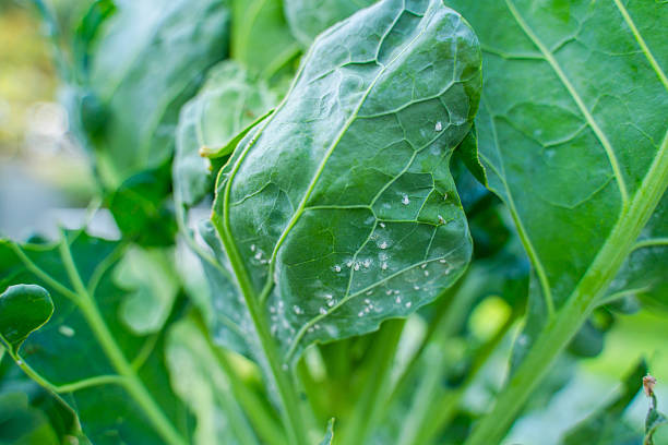 istock Whitefly on the underside of Brussels sprout leaves, close-up 2230892141