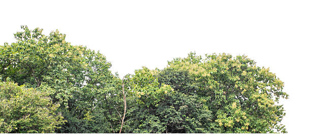 istock Forest and foliage in summer isolated on white background 2230892744