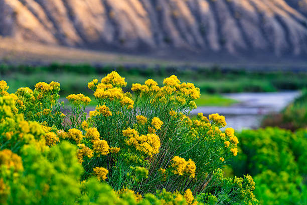 Arid Southwestern USA Environment Wildflowers in Western Colorado Desert Photo Series