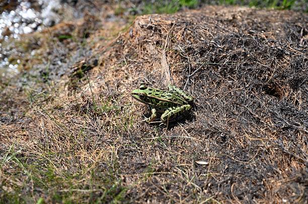A green frog sits on dried grass under sunlight
