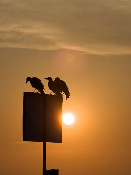 istock Silhouette of crows at sunset on a road sign 2230895491