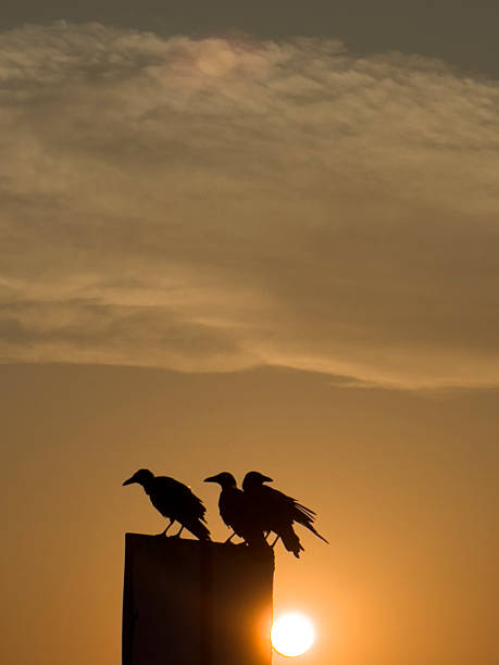istock Silhouette of crows at sunset on a road sign 2230895493
