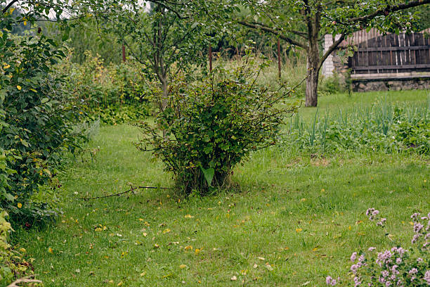 istock Lush garden with greenery and trees in a tranquil rural setting during late afternoon 2230900334