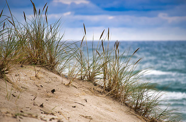 A serene coastal scene shows golden grasses growing across sandy dunes, illuminated by bright sunlight under a brilliant blue sky. The vibrant colors evoke feelings of warmth and tranquility.