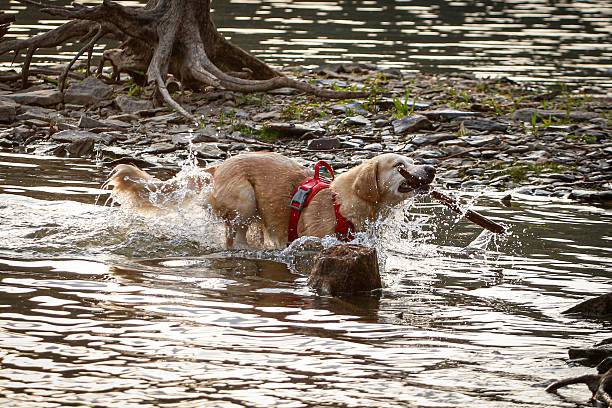 A golden retriever splashes in a river with a stick, wearing a red harness