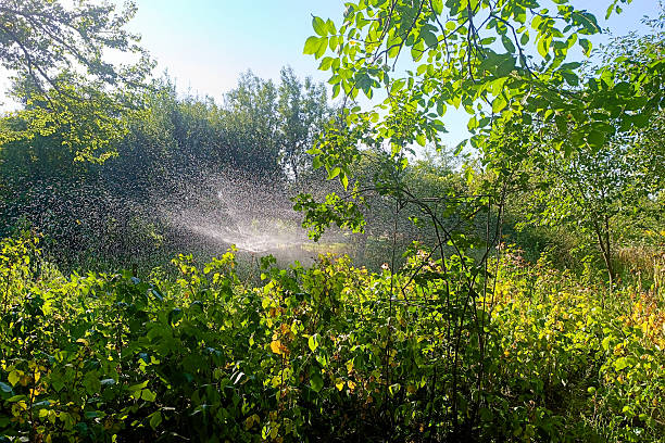 Garden sprinkler watering backyard lawn at dusk