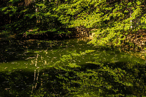 pond in a park