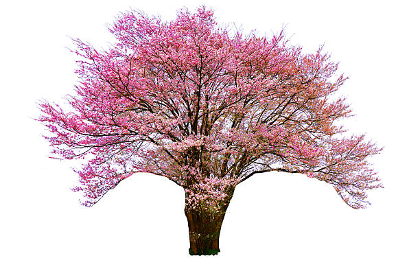 istock Cherry blossom blooming in spring isolated on white background. 2230903884