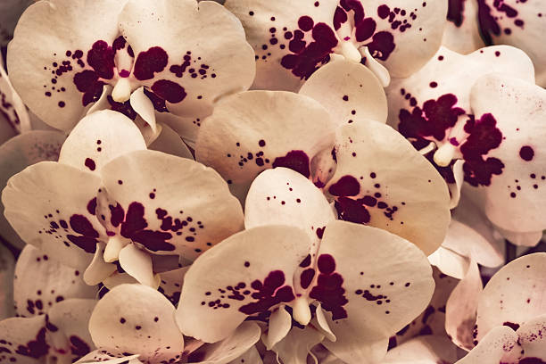 A bunch of purple red and white orchids, pattern
