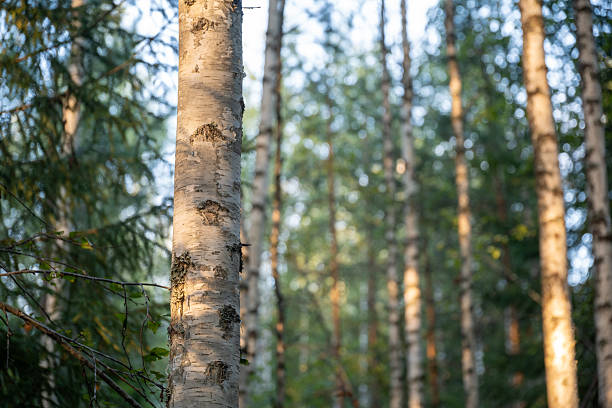 Sunlight Filters Through Birch Trees in Forest Landscape