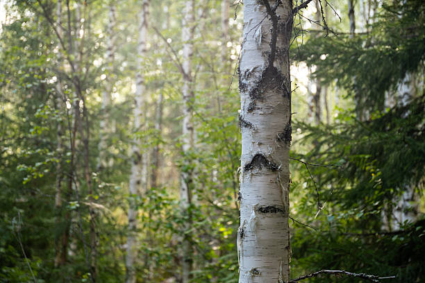istock Trunk of a Birch Tree in a Lush Green Forest 2230905668
