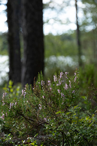istock Purple Heather Blooms in a Dark Forest Setting 2230905726