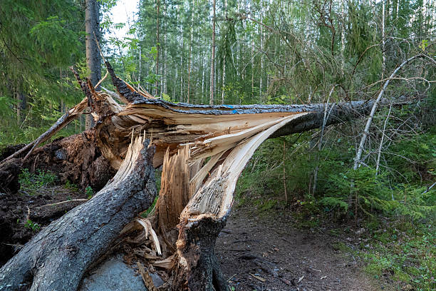 Uprooted Tree Ravaged by Natural Forces in Forest