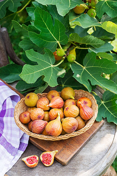 Picking figs fruit growing on the branch fig tree