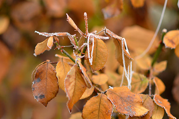 frozen rose and acacia leaves close up