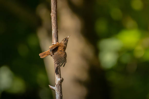 istock Eurasian wren, Troglodytes troglodytes. A very small bird 2230906203