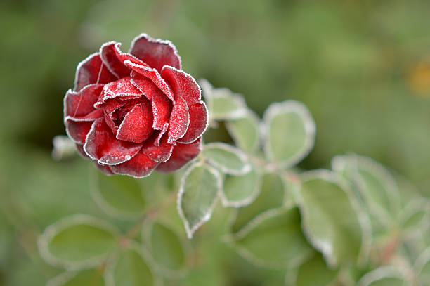 The autumn season transforms the lush, leafy foliage of trees, plants, and the earth not only into different colors, but also into simpler shapes, where the branches and trunk of the tree, its main structures, emerge. Preparing for the bare structure of winter. Here is the Langhe region, which received its first snowfall in early autumn. This is a late rose covered with snow, transforming into the simplest dormant and most quiescent winter nature.