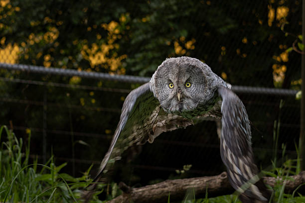 Owl flying. Great grey owl (Strix nebulosa) in level flight. Beautiful bird of prey hunting. Side view of a silent hunter animal against blurred field background.