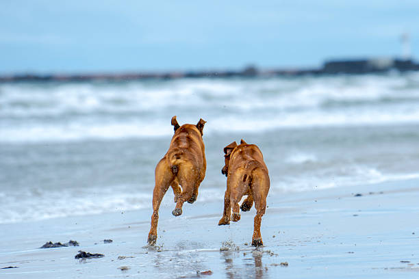 2 Rhodesian Ridgeback dogs running  on the sea beach